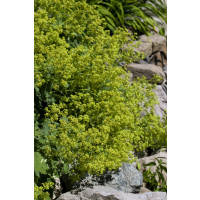 Alchemilla mollis ´Thriller´ / Alchemilka, C1,5