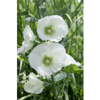 Alcea rosea Polarstar / Topoľovka biela, Ibiš biely, K9