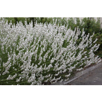 Lavandula angustifolia ´Edelweis´ / Levanduľa úzkolistá, K9