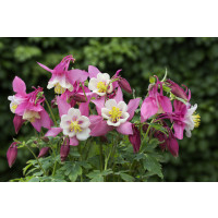 Aquilegia fl. ´Spring Magic Rose White´ / Orlíček ruž., biely stred, K9