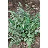 Athyrium otophorum 'Red Beauty' / Papradka, K9