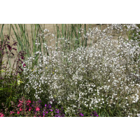 Gypsophila paniculata 'Bristol Fairy' / Gypsomilka metlinatá, K9