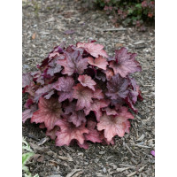 Heuchera 'Georgia Peach' / Heuchera, K11