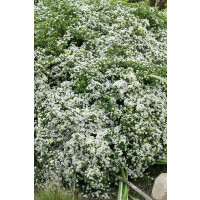 Aster ericoides 'Snowflurry' / Astra vresovcovitá ´Snehová prehánka´, C1,5