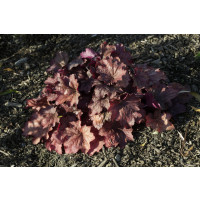 Heuchera 'Georgia Peach' / Heuchera, K11