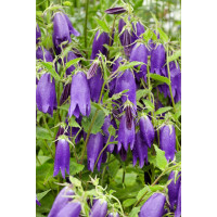 Campanula punctata ´Sarastro´ / Zvonček bodkovaný, K9