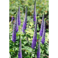 Veronica spicata ´Christa´ / Veronika klasnatá, C1,5