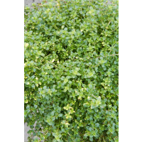Thymus citriodorus ´Doone Valley´ / Dúška citrónová, K9