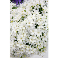 Campanula cochlearifolia ´Baby White´ / Zvonček maličký biely, K9
