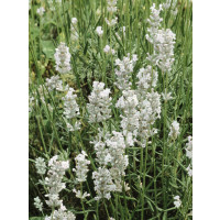 Lavandula angustifolia 'Silbermöve' / Levanduľa úzkolistá, K9