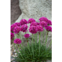 Armeria maritima Armada Rose / Trávnička prímorská, K9