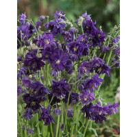 Aquilegia vulgaris Blue Barlow / Orlíček obyčajný, C1,5