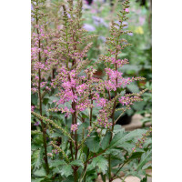 Astilbe x arendsii ´Younique Pink´ / Astilba, C1,5