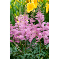 Astilbe x arendsii ´Younique Lilac´ / Astilba, C1,5