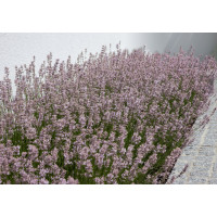 Lavandula angustifolia ´Rosea´ / Levanduľa úzkolistá, K9