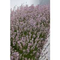 Lavandula angustifolia ´Rosea´ / Levanduľa úzkolistá, K9