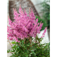 Astilbe x arendsii ´Younique Lilac´ / Astilba, C1,5