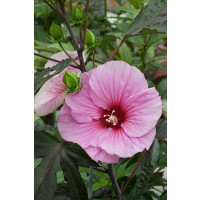 Hibiscus moscheutos ´Oak Soft Pink´ / Ibištek bahenný veľkokvetý ružový, K11