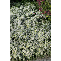 Aster ericoides 'Snowflurry' / Astra vresovcovitá ´Snehová prehánka´, K9