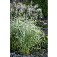 Miscanthus sinensis 'Rigoletto' / Ozdobnica čínska, K11