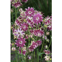 Aquilegia vulgaris Nora Barlow / Orlíček obyčajný, C1