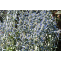 Eryngium planum / Kotúč, K9