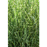 Miscanthus sin. ´Zebrinus/Strictus´ / Ozdobnica pásikavá, K11