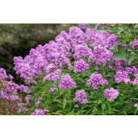 Phlox paniculata 'Hesperis' / Flox metlinatý, K9