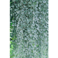 Dichondra micrantha ´Silver Falls´ / Strieborný vodopád, bal. 3 ks, 3xK7