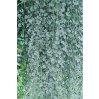 Dichondra micrantha ´Silver Falls´ / Strieborný vodopád, bal. 3 ks, 3xK7