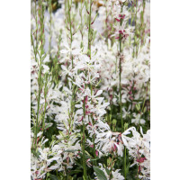 Gaura lindheimeri 'Geyser White' / Gaura, C1,5