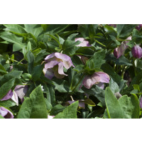 Helleborus purpurascens / Čemerica purpurová, K9