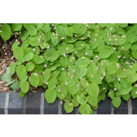 Epimedium pubigerum / Krpčiarka biela, K9