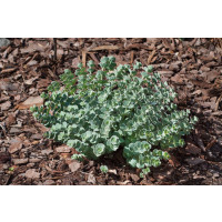Sedum sieboldii / Rozchodník Sieboldov, K14