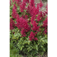 Astilbe japonica 'Red Sentinel' / Astilba japonská, K9
