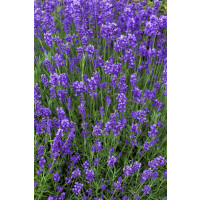 Lavandula angustifolia ´Munstead´ / Levanduľa lekárska, K9