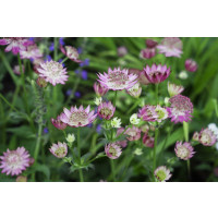 Astrantia major 'Lola' / Jarmanka väčšia, K9