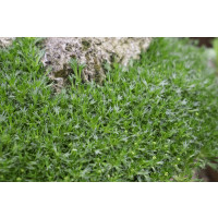 Azorella trifurcata / Azorelka, K9