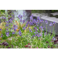 Iris sibirica / Kosatec sibírsky, C1,5