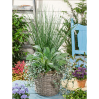 Dichondra micrantha ´Silver Falls´ / Strieborný vodopád, bal. 3 ks, 3xK7