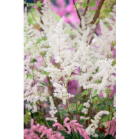 Astilbe x arendsii ´Diamant´ / Astilba, C1