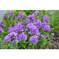 Phlox paniculata 'Blue Paradise' / Flox metlinatý, K14