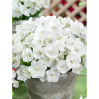 Campanula carpatica ´Pearl White´ / Zvonček karpatský biely, K9