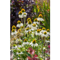 Echinacea purpurea ´Primadonna (R) White´ / Rudbekia, K9