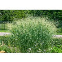 Panicum virgatum 'Cloud Nine' / Proso prútnaté, K9
