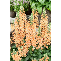 Digitalis purpurea 'Dalmatian F1 Peach' / Náprstník purpurový, K9
