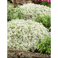 Thymus praecox ´Albiflorus´ / Materina dúška včasná, K9