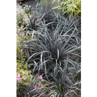 Ophiopogon planiscapus ´Nigrescens´ / Bradník, K11