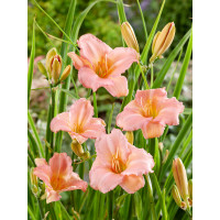 Hemerocallis 'On and On' / Ľaliovka , K11
