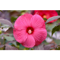 Hibiscus moscheutos ´Carousel® Pink Passion´ / Ibištek bahenný veľkokvetý ružový, 30-40 cm, C2